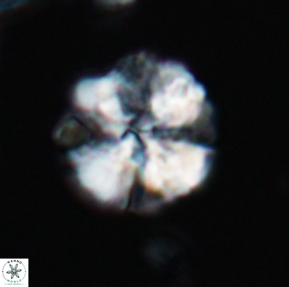 Nannoconus magnadiscus 26247