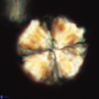 Nannoconus magnadiscus 26246