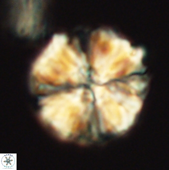Nannoconus magnadiscus 26246