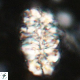 Nannoconus asper 14371