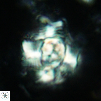 Nannoconus sp 3
