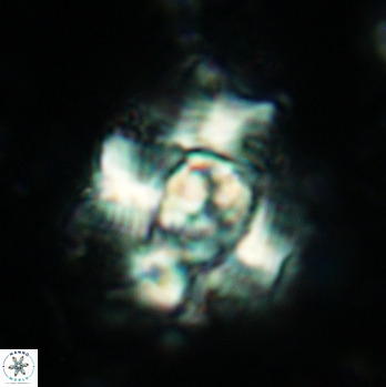 Nannoconus sp1