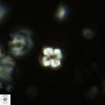 Nannoturba insignitus VR 02548