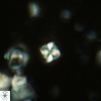 Nannoturba insignitus VR 02551