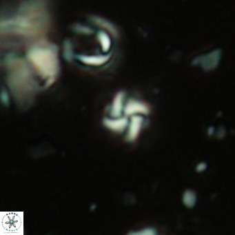Nannoturba insignitus VR 02552