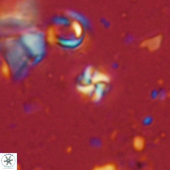Nannoturba insignitus VR 02553