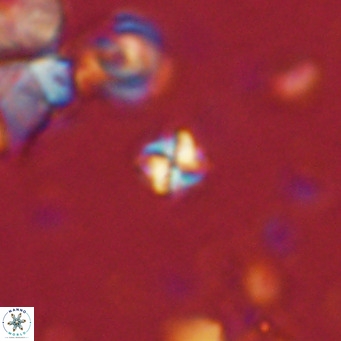 Nannoturba insignitus VR 02554