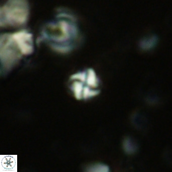 Nannoturba insignitus VR 02555