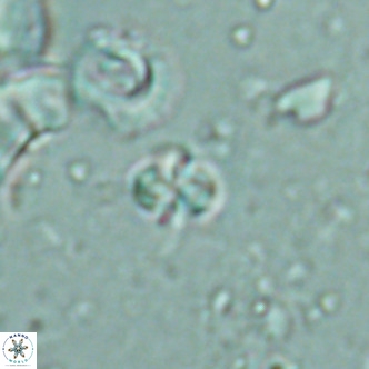 Nannoturba insignitus VR 02556