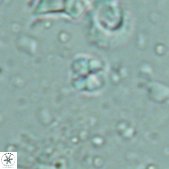 Nannoturba insignitus VR 02557