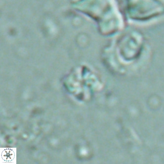 Nannoturba insignitus VR 02558