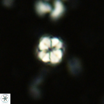 Nannoturba insignitus VR 02853