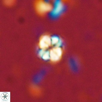 Nannoturba insignitus VR 02854