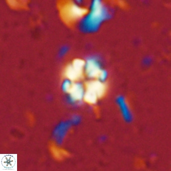 Nannoturba insignitus VR 02855