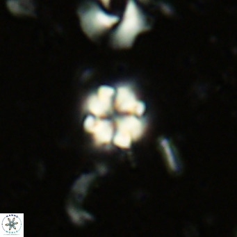 Nannoturba insignitus VR 02856