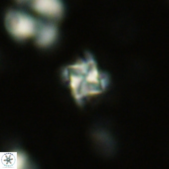 Nannoturba insignitus VR 02857