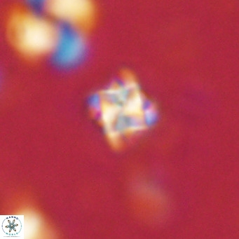 Nannoturba insignitus VR 02858