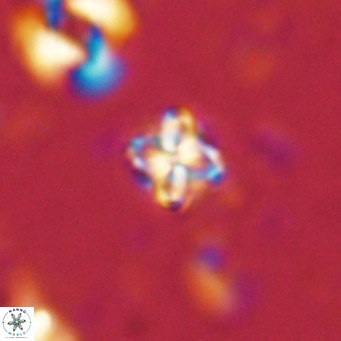 Nannoturba insignitus VR 02859