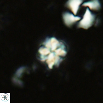 Nannoturba insignitus VR 02861