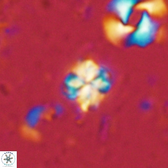 Nannoturba insignitus VR 02862