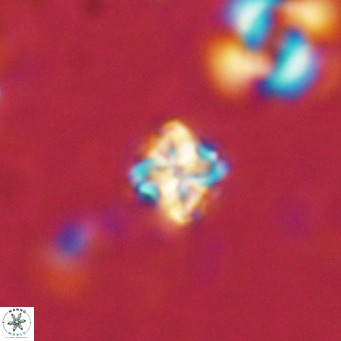 Nannoturba insignitus VR 02863