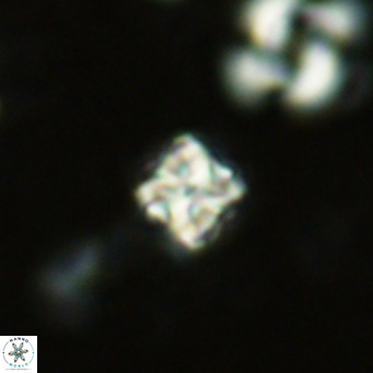 Nannoturba insignitus VR 02864