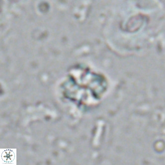 Nannoturba insignitus VR 02865