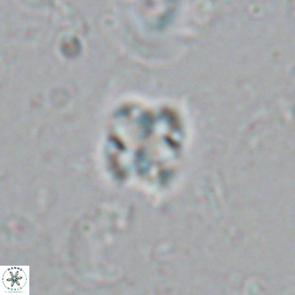 Nannoturba insignitus VR 02866
