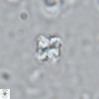 Nannoturba insignitus VR 02867