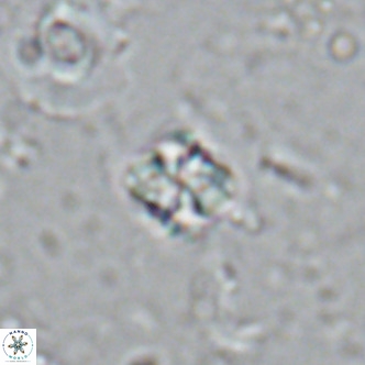 Nannoturba insignitus VR 02868