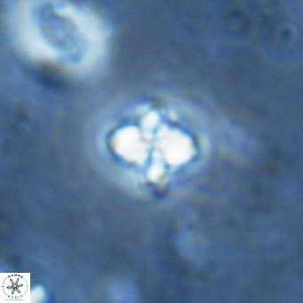 Nannoturba insignitus VR 02870
