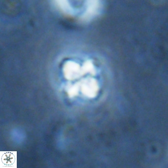 Nannoturba insignitus VR 02871