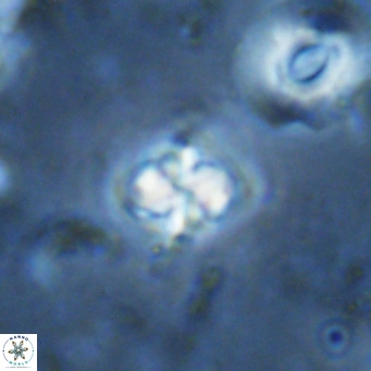 Nannoturba insignitus VR 02872
