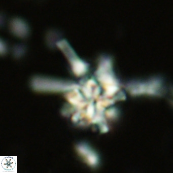 Nannoturba joceliniorum VR 02470