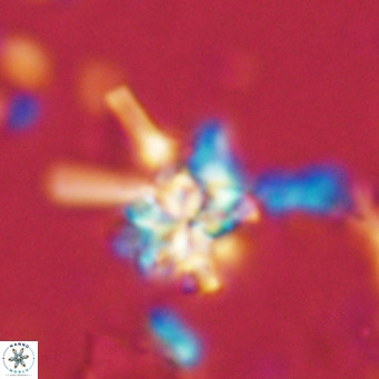 Nannoturba joceliniorum VR 02471