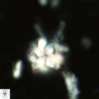 Nannoturba joceliniorum VR 02473