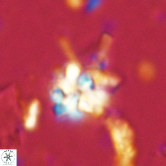 Nannoturba joceliniorum VR 02474