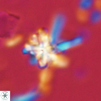 Nannoturba joceliniorum VR 02475