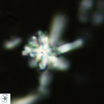 Nannoturba joceliniorum VR 02476