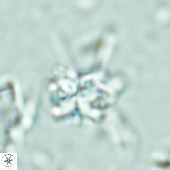 Nannoturba joceliniorum VR 02478