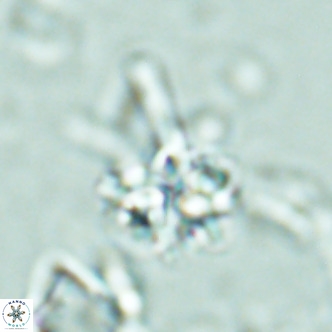 Nannoturba joceliniorum VR 02479
