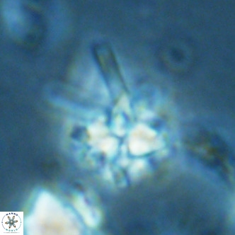 Nannoturba joceliniorum VR 02481