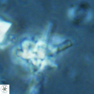 Nannoturba joceliniorum VR 02484