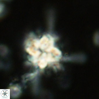 Nannoturba joceliniorum VR 02562