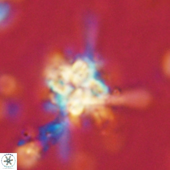 Nannoturba joceliniorum VR 02563