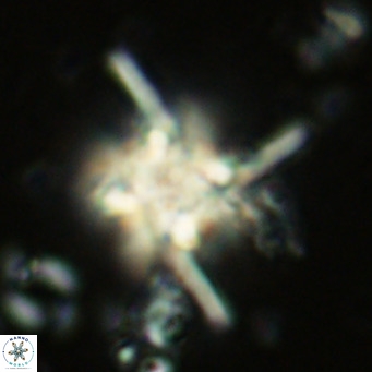 Nannoturba joceliniorum VR 02568