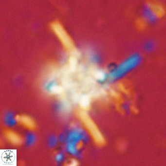 Nannoturba joceliniorum VR 02569