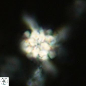 Nannoturba joceliniorum VR 02571