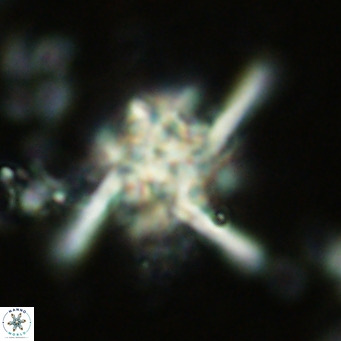 Nannoturba joceliniorum VR 02572