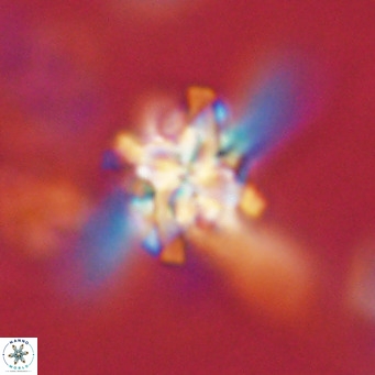 Nannoturba joceliniorum VR 02574